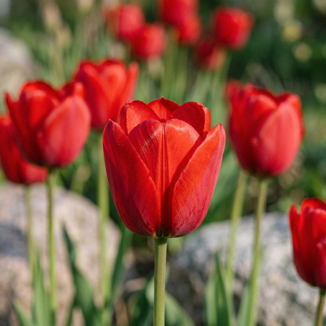 Tulipe 'Kingsblood'