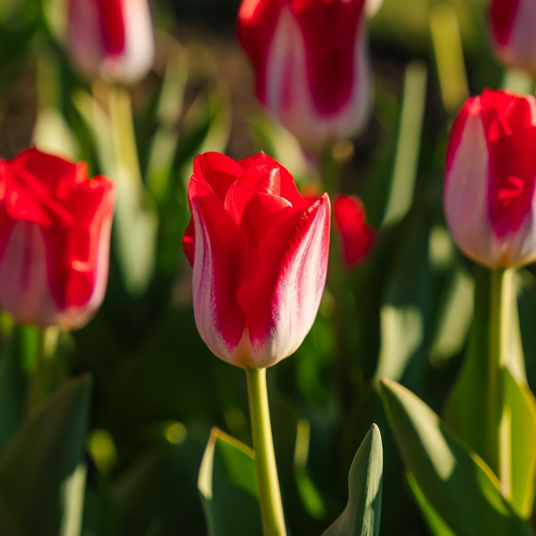 Tulipe 'Kissable'
