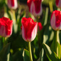 Tulipe 'Kissable'