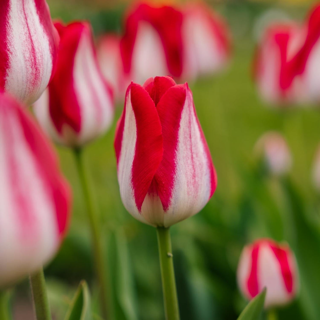 Tulipe 'Kissable'