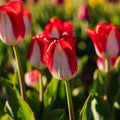Tulipe 'Kissable'