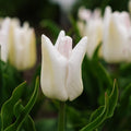 Tulipe 'Kyoko Takahashi'