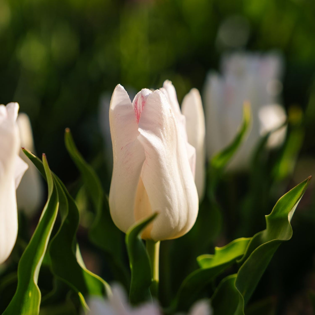 Tulipe 'Kyoko Takahashi'