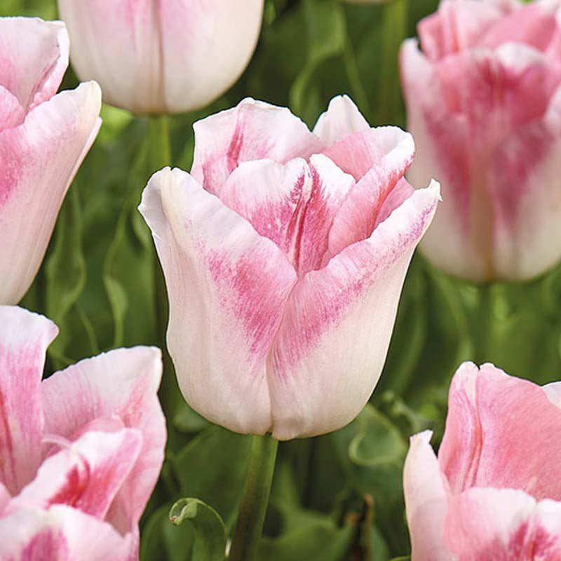 Tulipe 'Kyoko Takahashi'