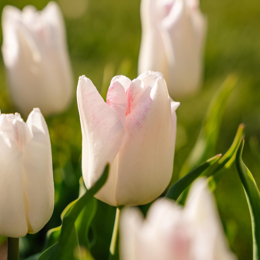 Tulipe 'Kyoko Takahashi'