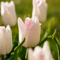 Tulipe 'Kyoko Takahashi'