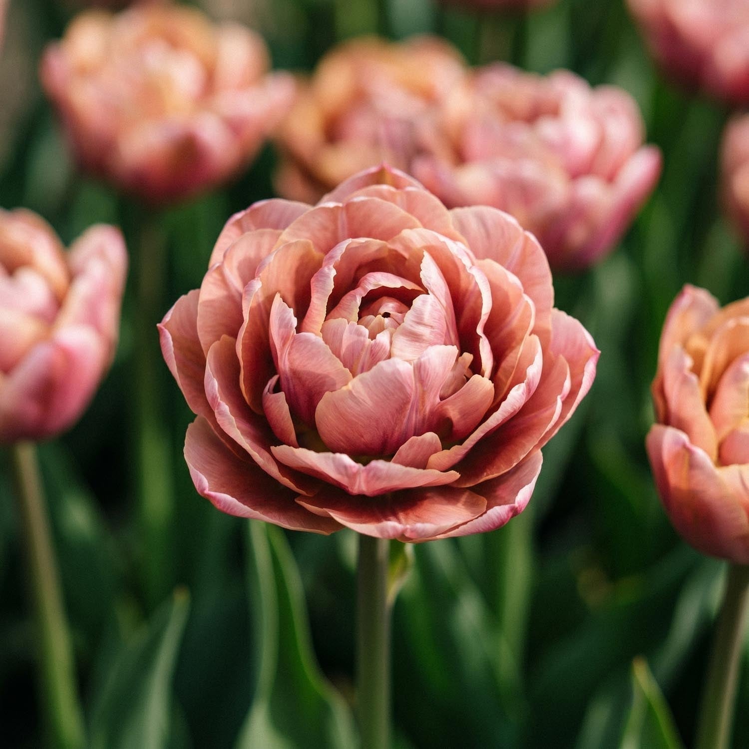 Tulipe 'La Belle Epoque'