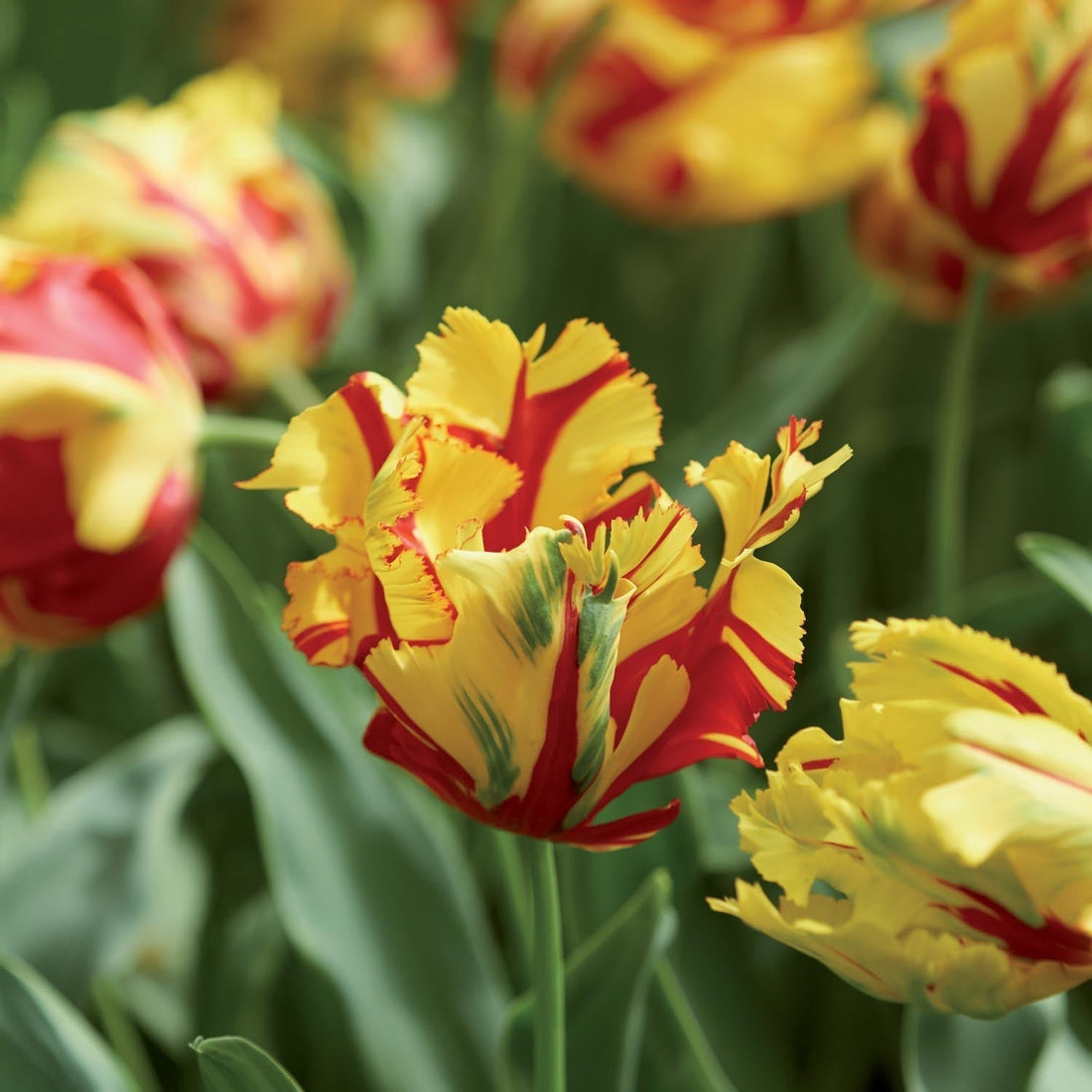Tulipe 'La Courtine Parrot'