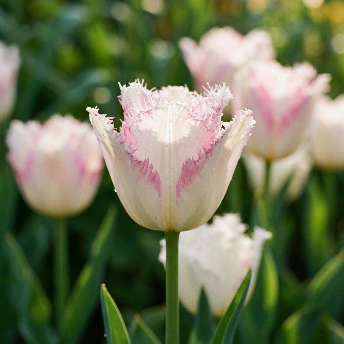 Tulipe 'Lady Smile'
