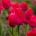 Tulipe 'Lady van Eijk'
