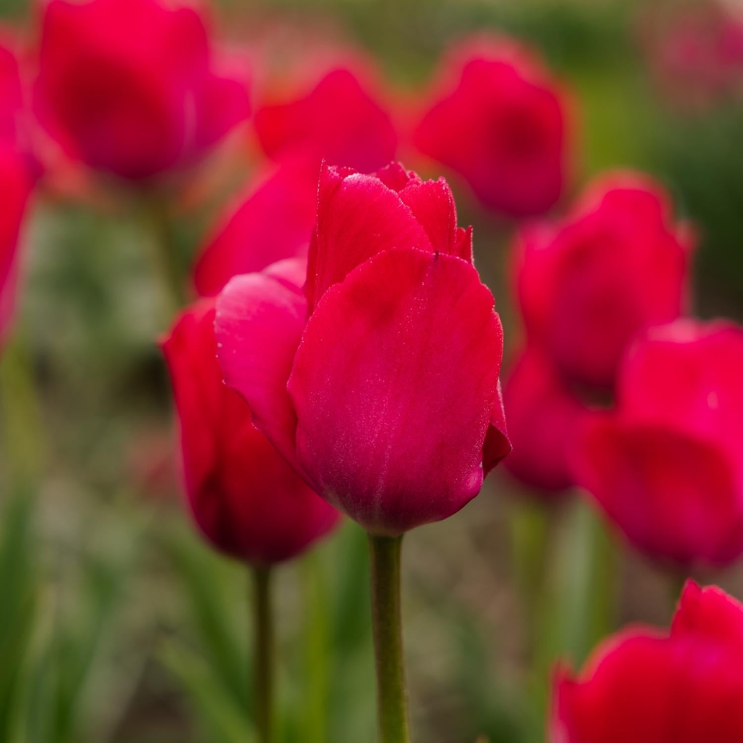 Tulipe 'Lady van Eijk'