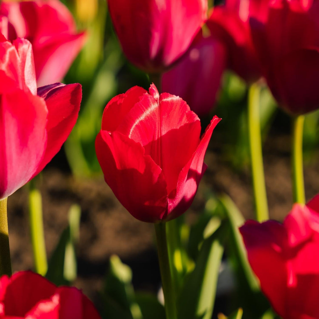 Tulipe 'Lady van Eijk'