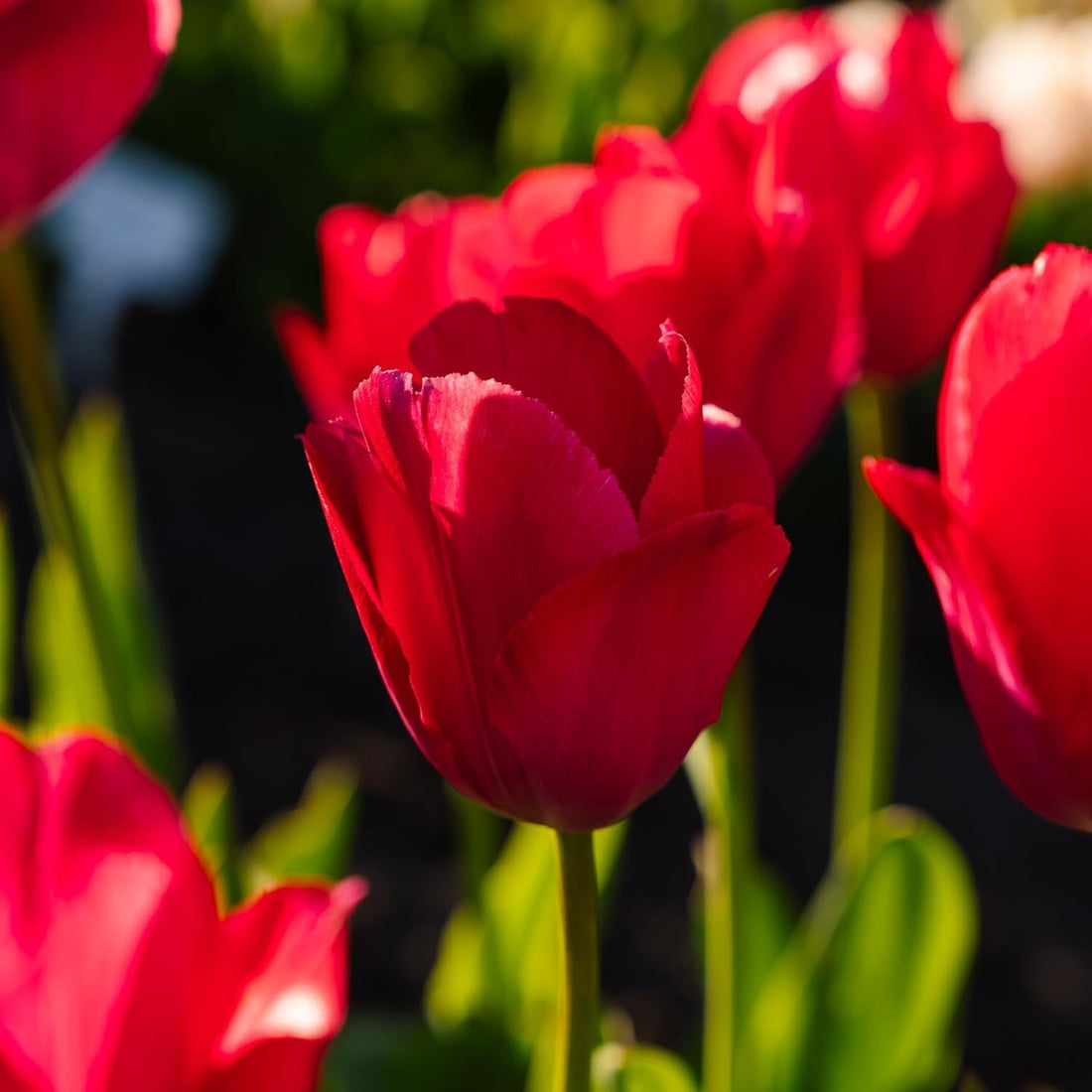 Tulipe 'Lady van Eijk'