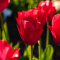 Tulipe 'Lady van Eijk'