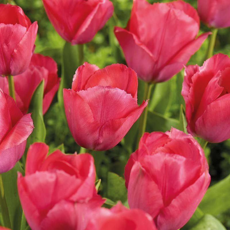 Tulipe 'Lady van Eijk'
