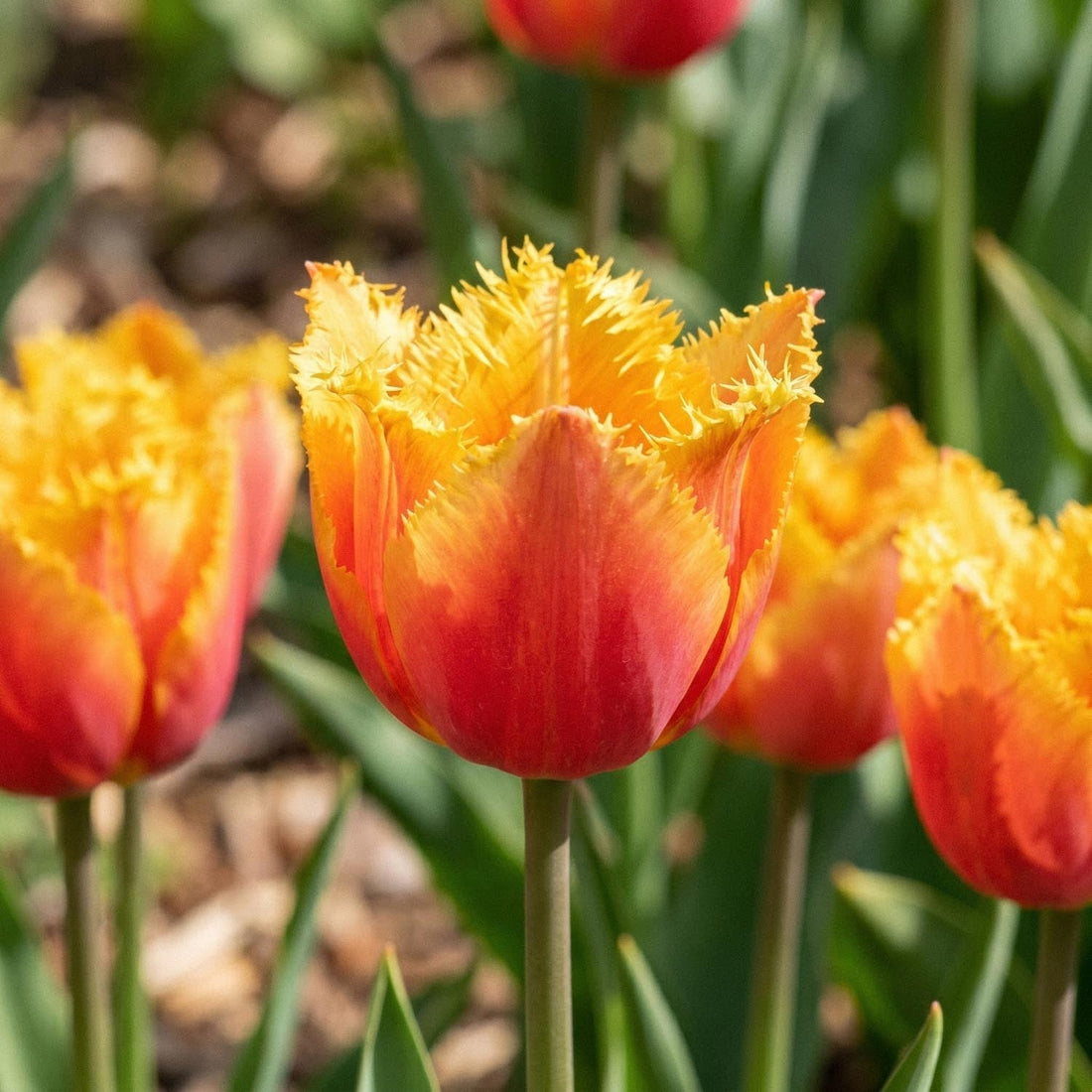 Tulipe 'Lambada'