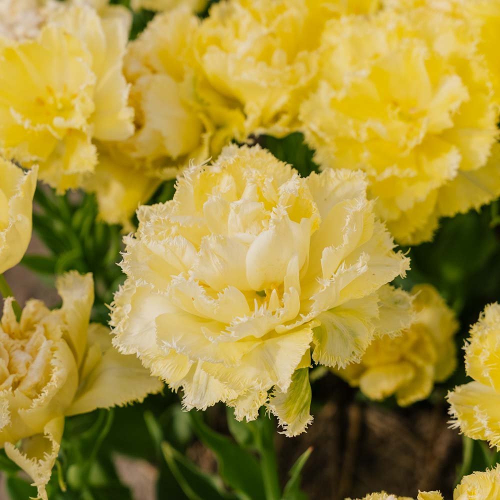 Tulipe 'Lemon Shoot'