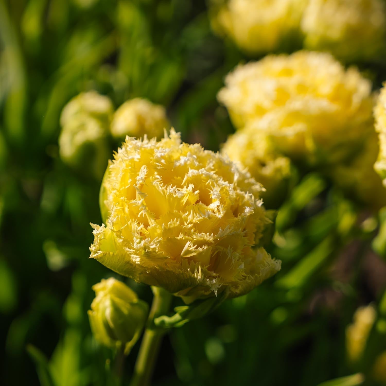 Tulipe 'Lemon Shoot'