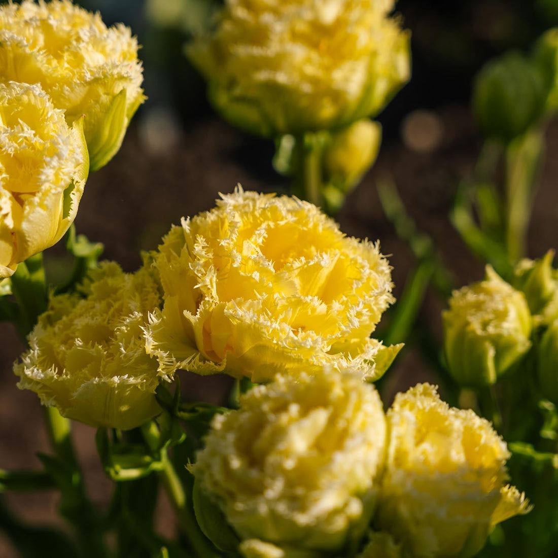 Tulipe 'Lemon Shoot'