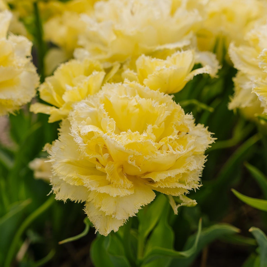 Tulipe 'Lemon Shoot'