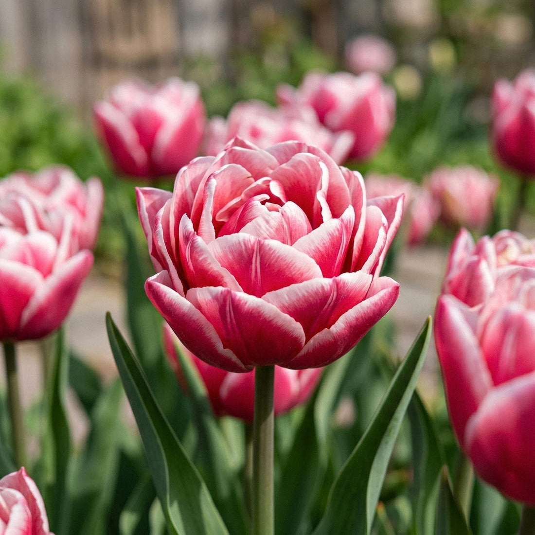 Tulipe 'Let's Dance'