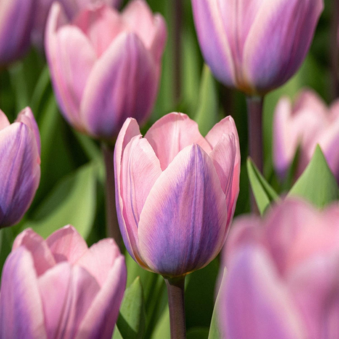 Tulipe 'Light And Dreamy'