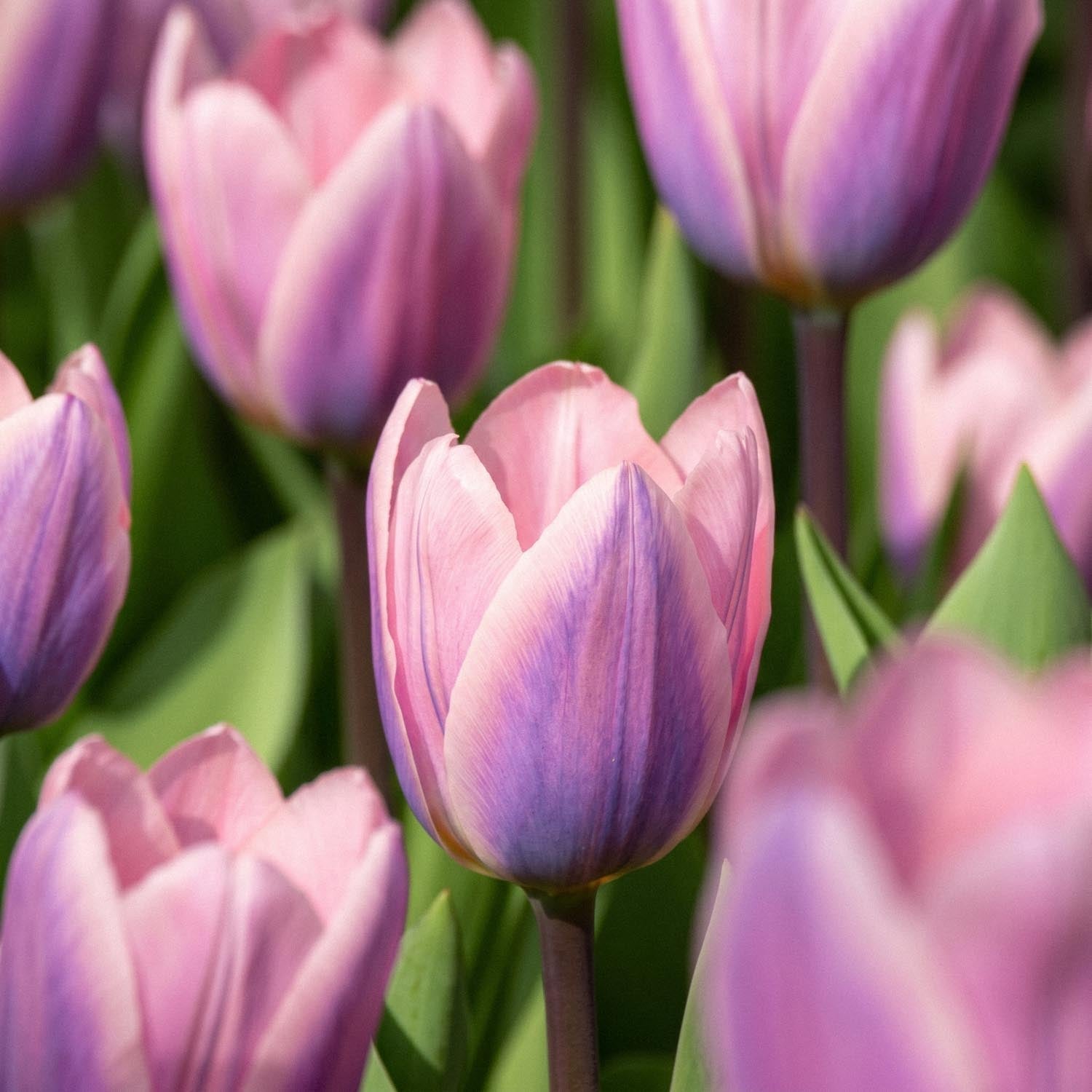 Tulipe 'Light And Dreamy'