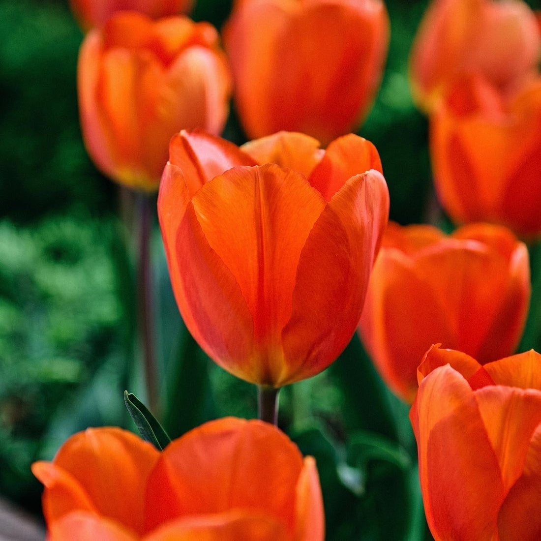 Tulipe 'Lightning Sun'