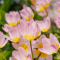 Tulipe 'Lilac Wonder'