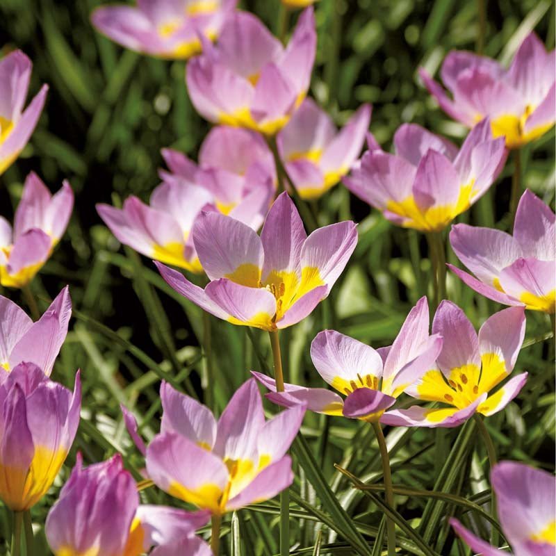 Tulipe 'Lilac Wonder'