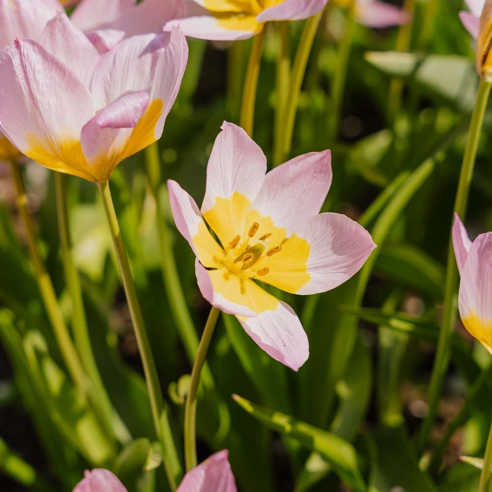Tulipe 'Lilac Wonder'