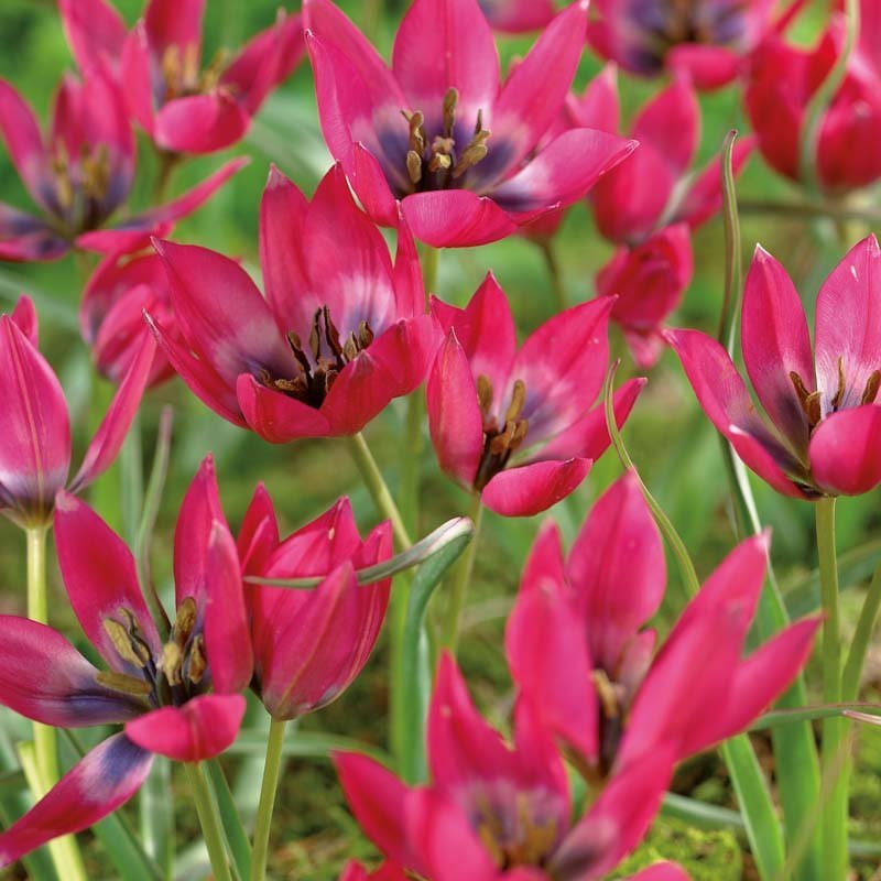 Tulipe 'Little Beauty'