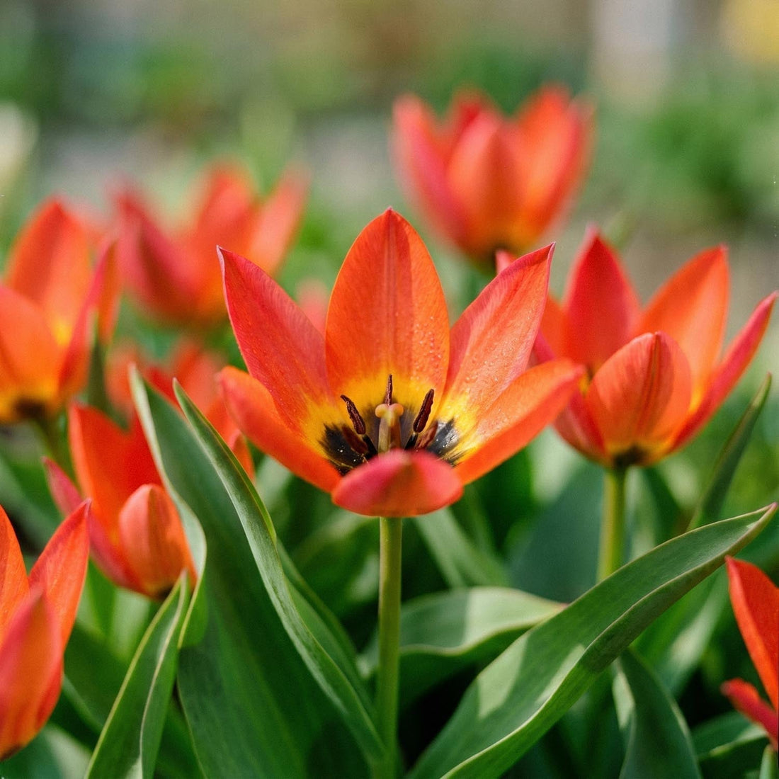 Tulipe 'Little Princess'
