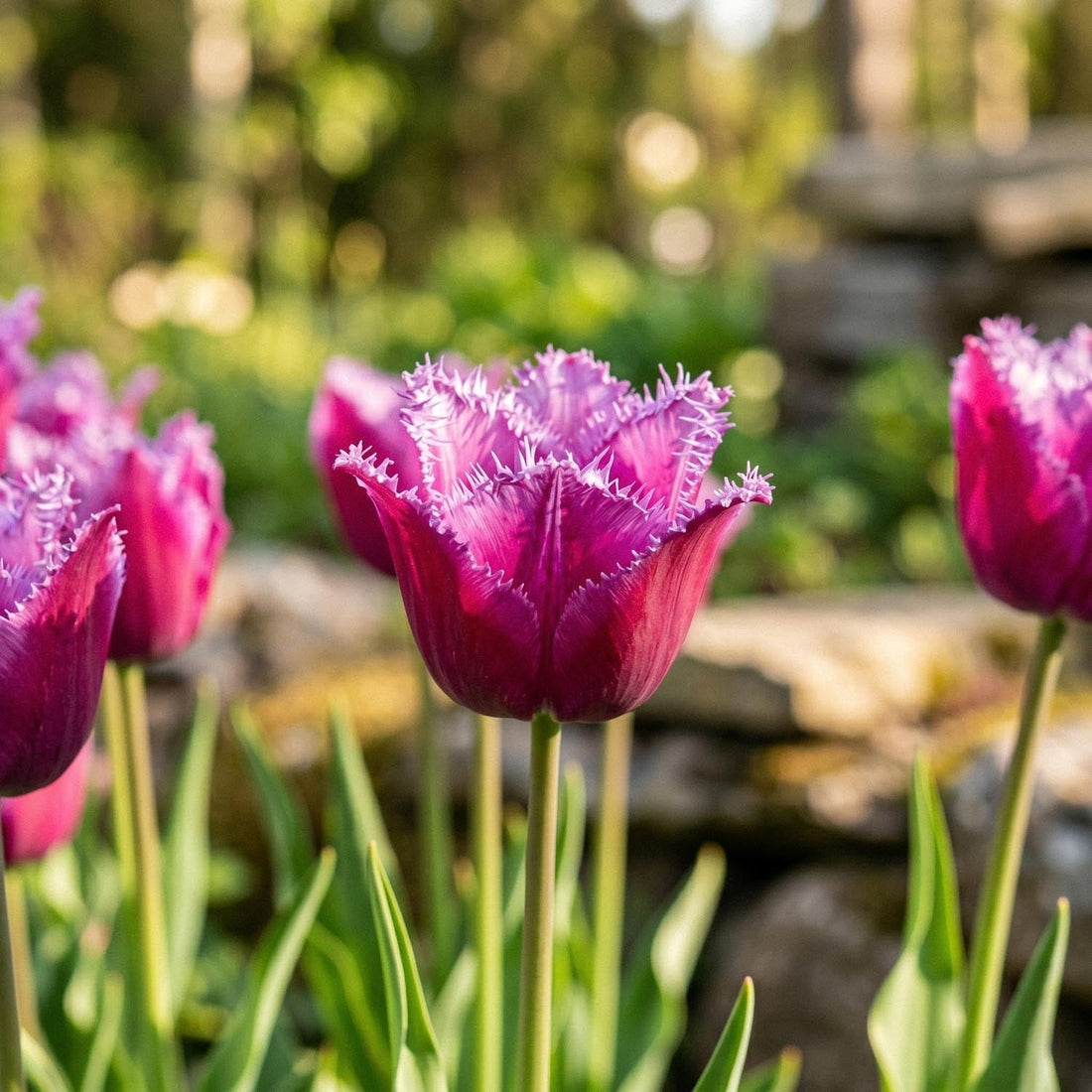 Tulipe 'Louvre'