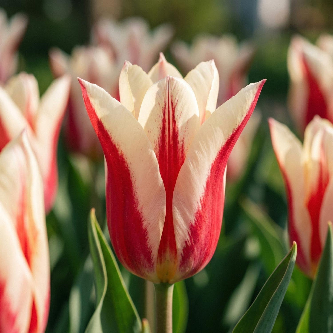 Tulipe 'Marilyn'