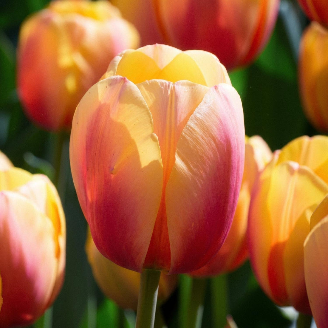 Tulipe 'Marit'
