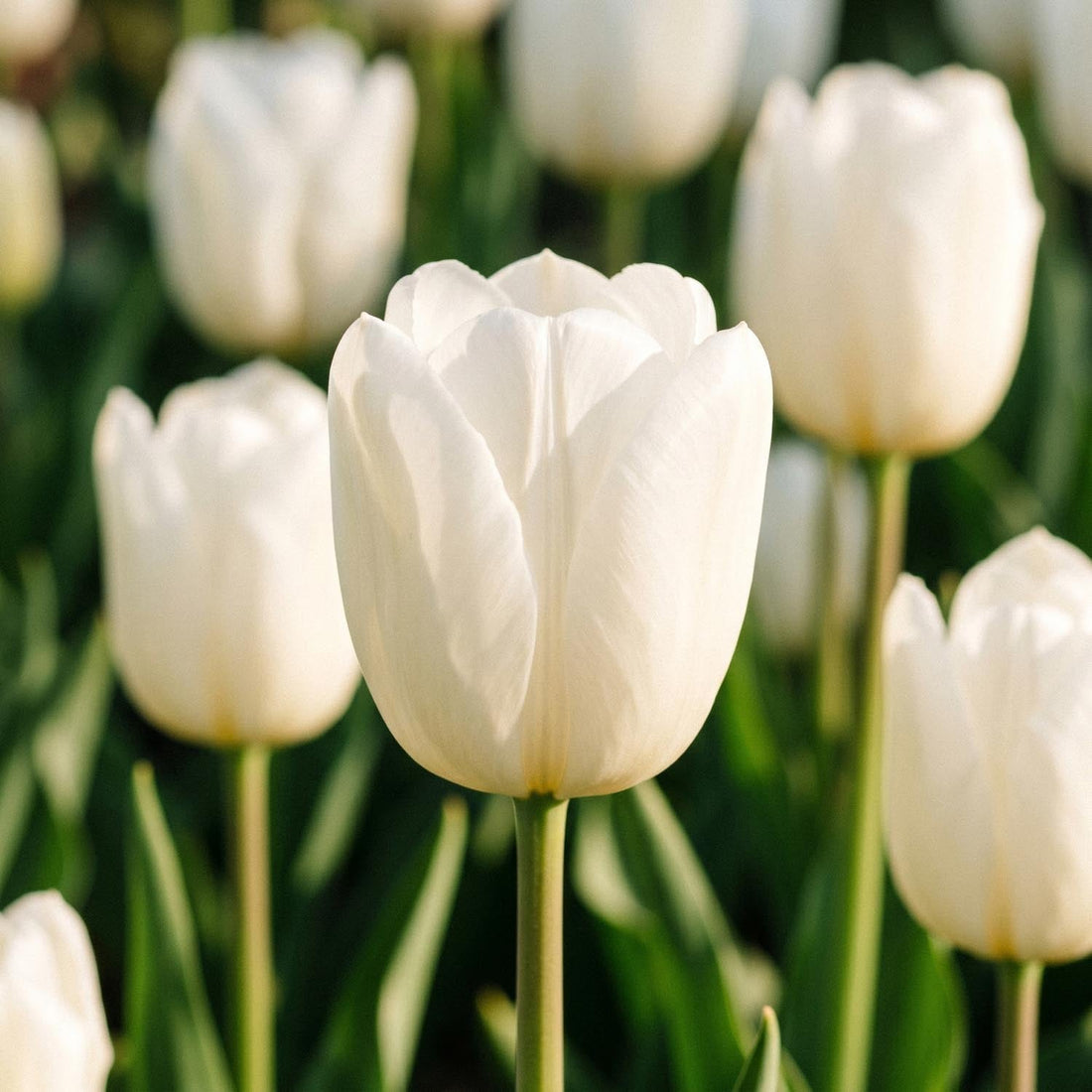 Tulipe 'Maureen'