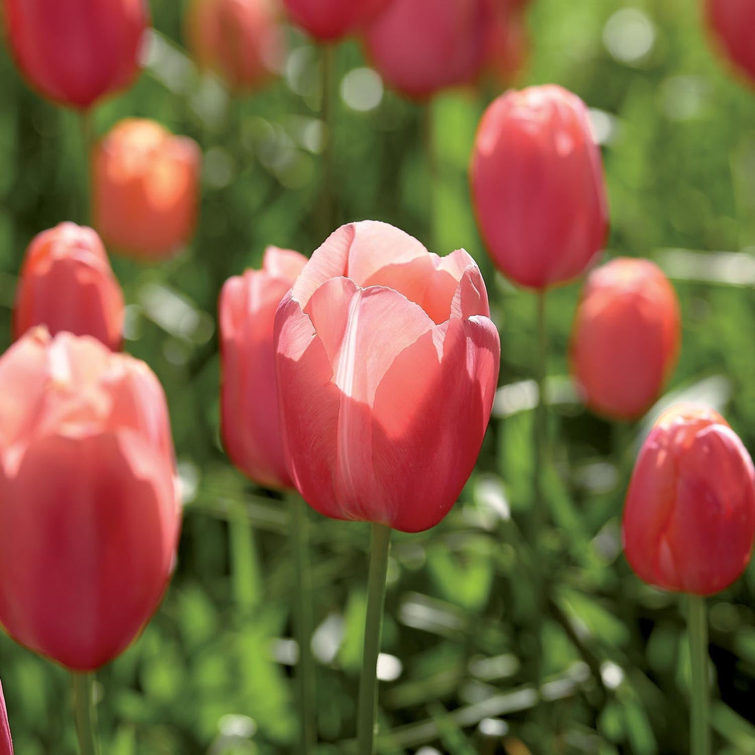 Tulipe 'Menton'