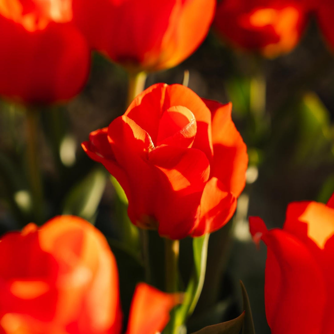 Tulipe 'Mira Mare'