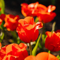 Tulipe 'Mira Mare'