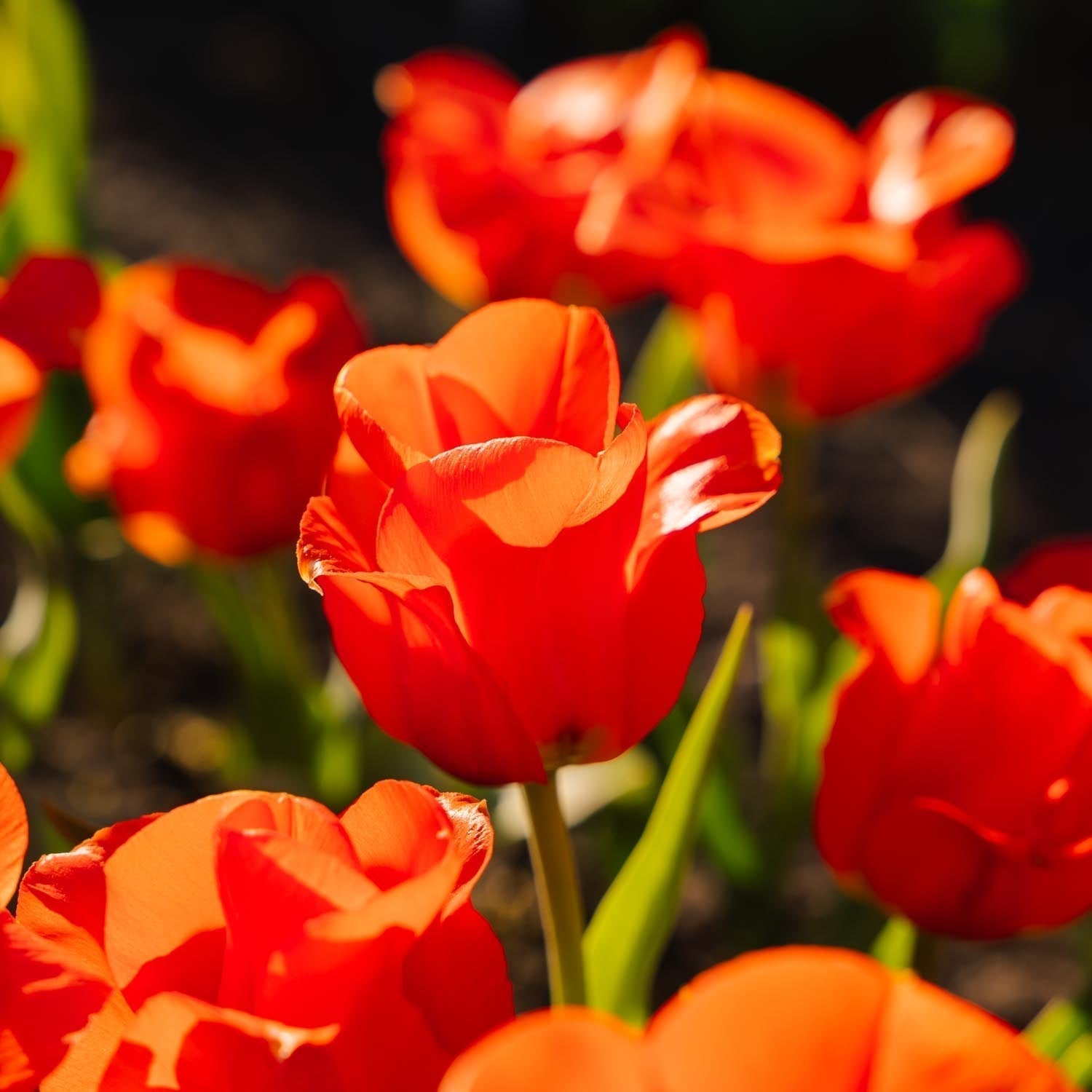 Tulipe 'Mira Mare'