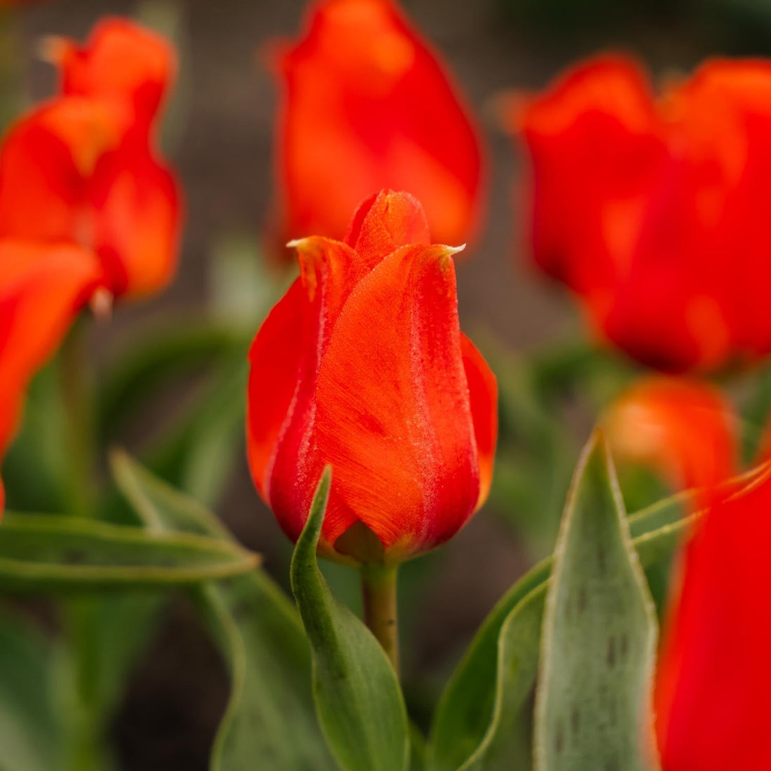Tulipe 'Mira Mare'