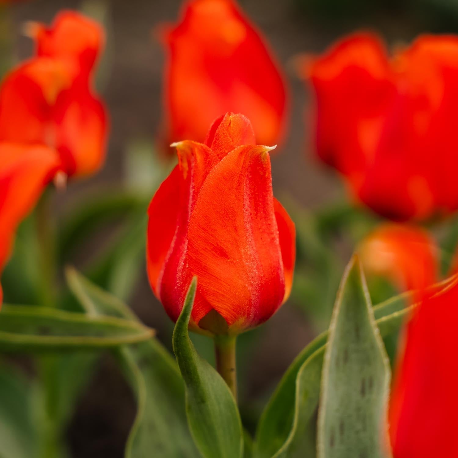 Tulipe 'Mira Mare'