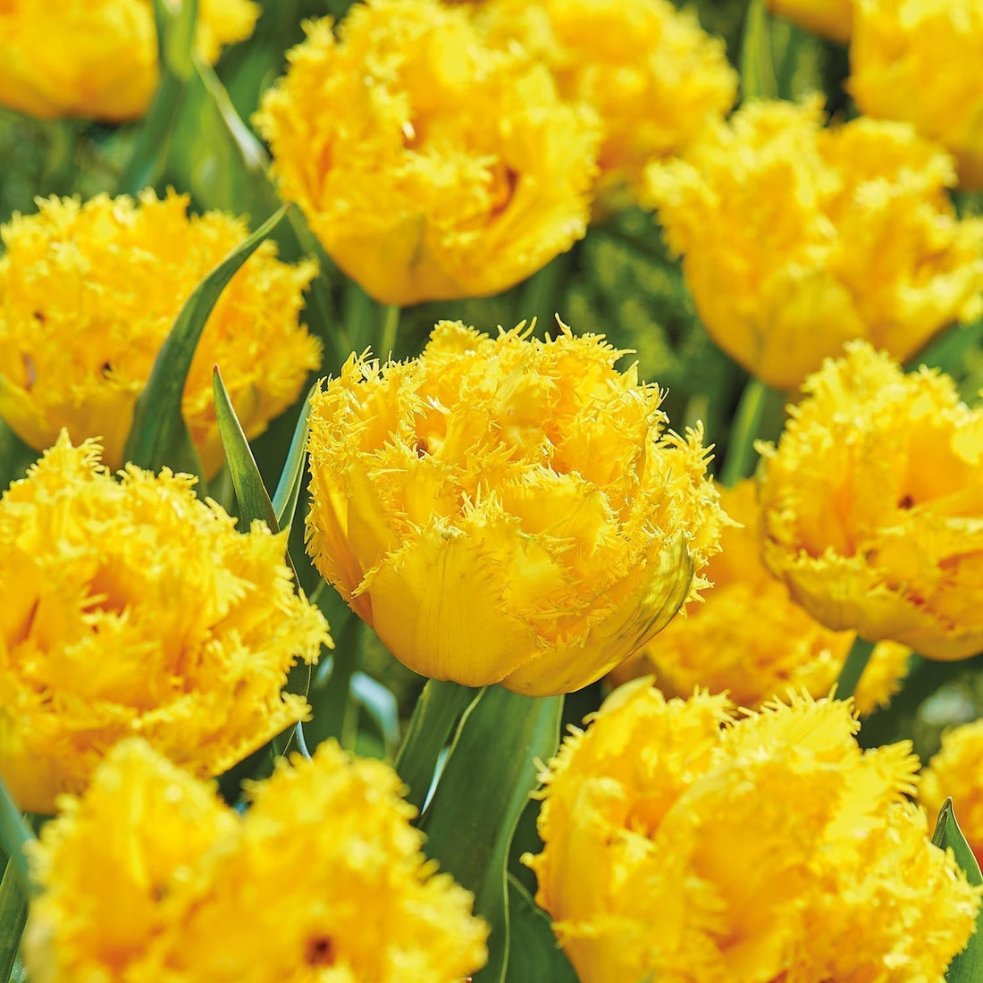 Tulipe 'Mon Amour'