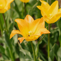Tulipe 'Moonblush'
