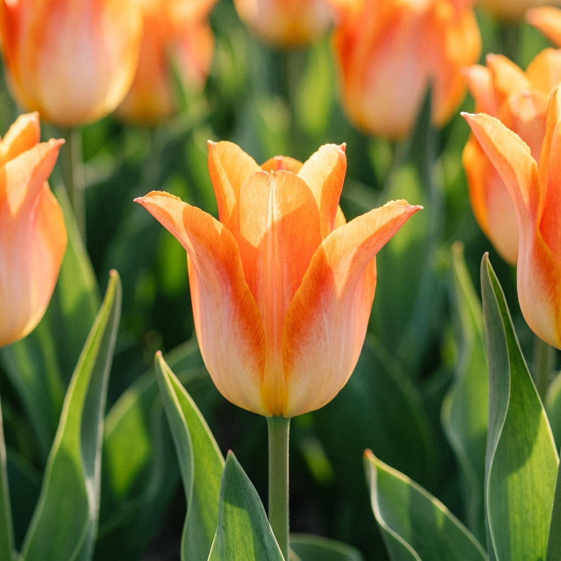 Tulipe 'Moonblush'