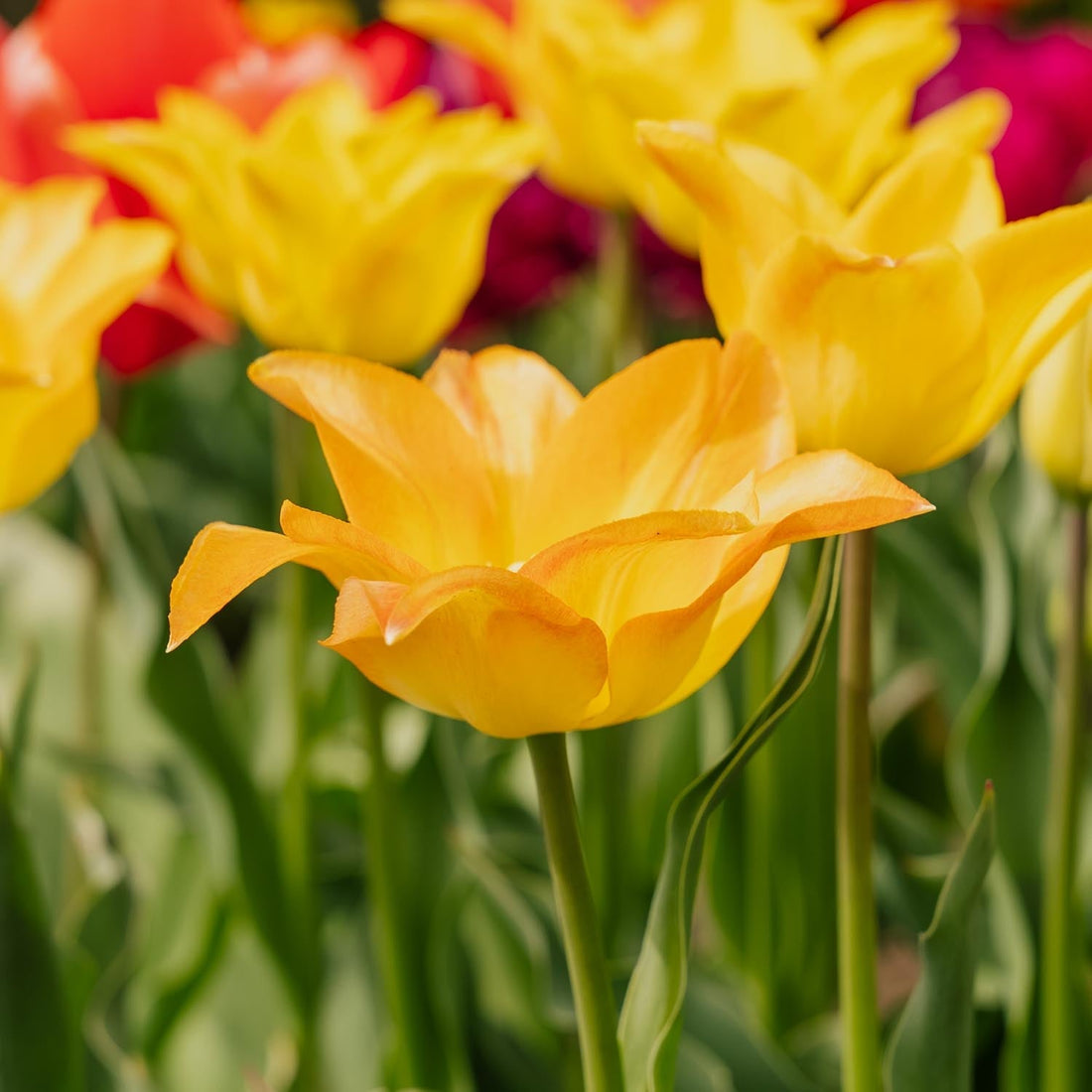 Tulipe 'Moonblush'