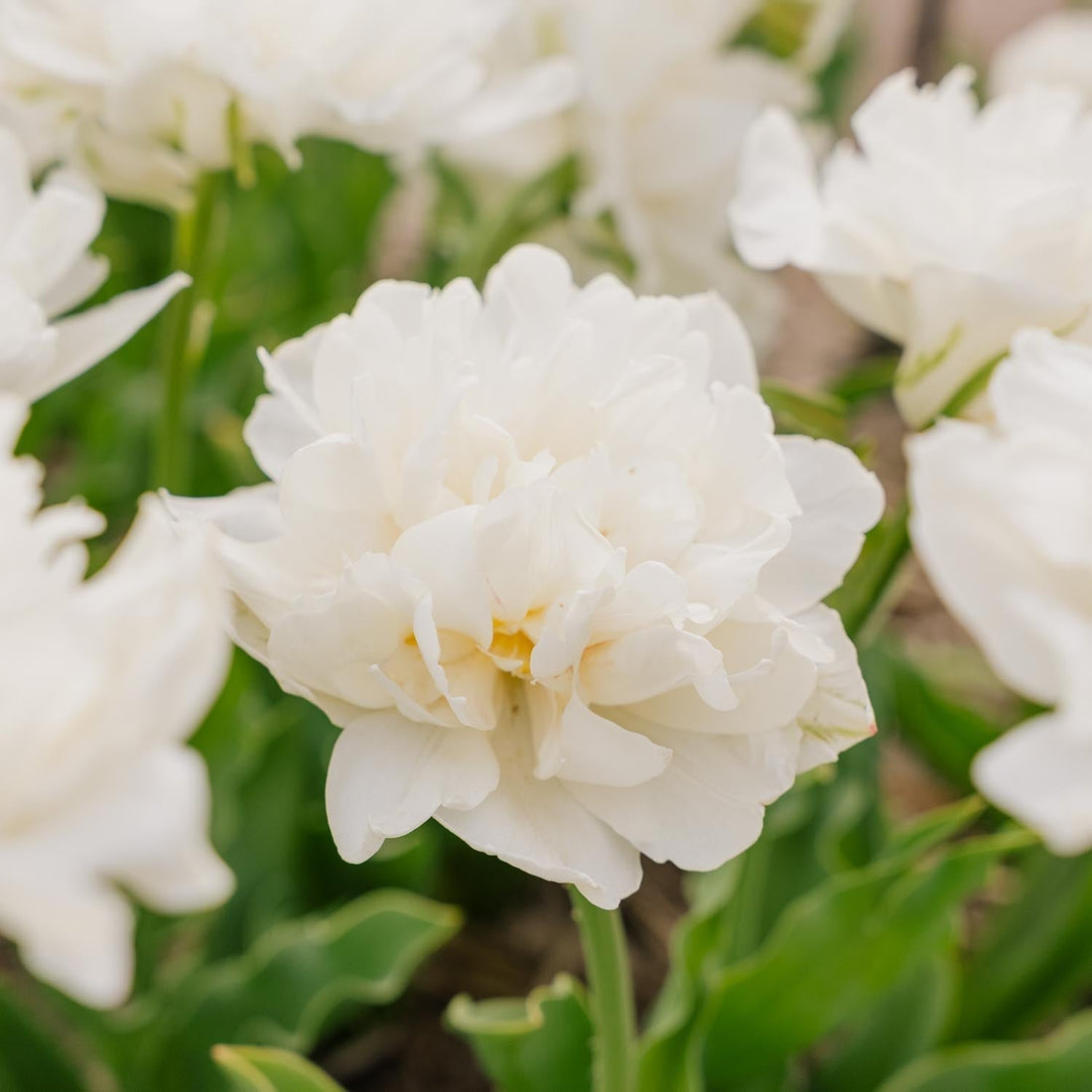 Tulipe 'Mount Tacoma'