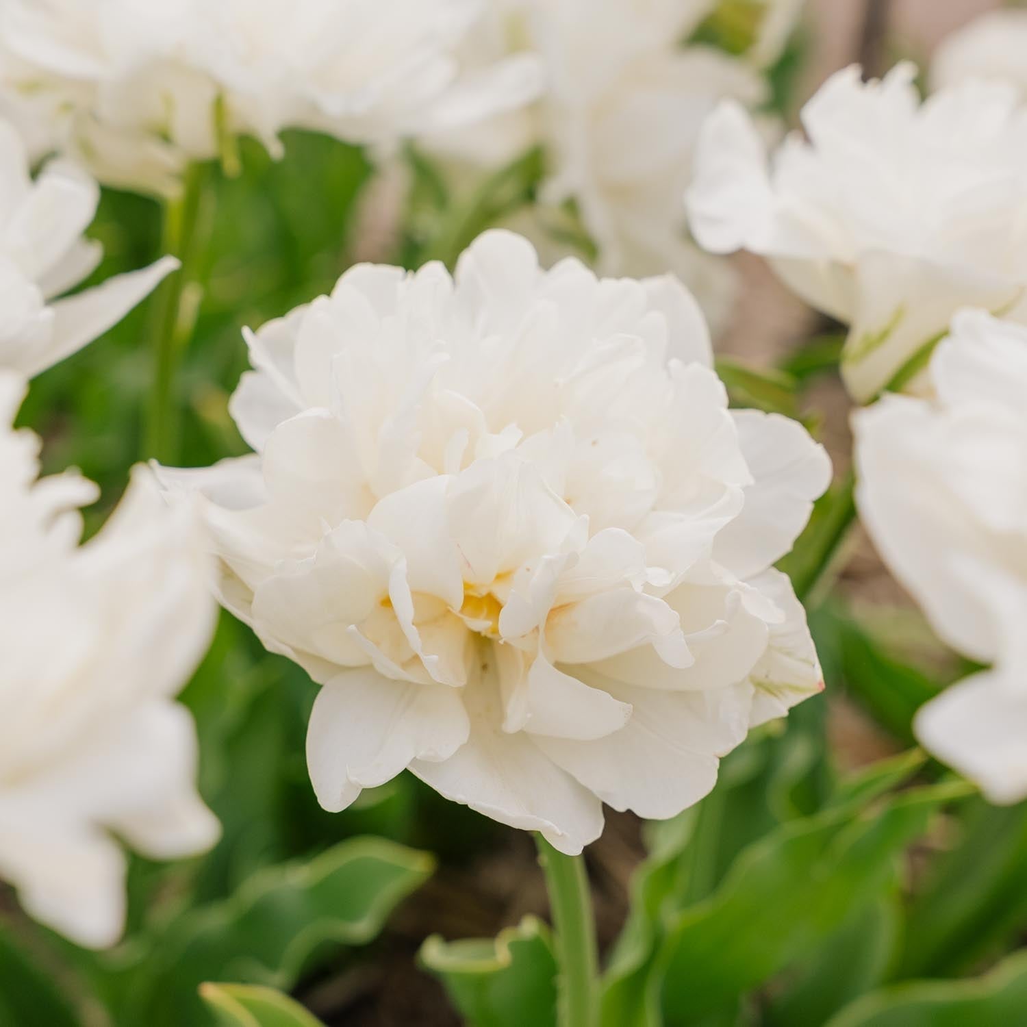 Tulipe 'Mount Tacoma'