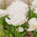 Tulipe 'Mount Tacoma'